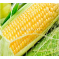 mazorca de maíz amarillo fresco